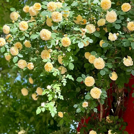 بيت ضيافة Red House Family رافدا