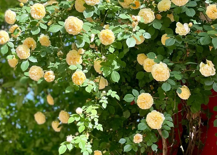 Πανσιόν Red House Family Ράβντα