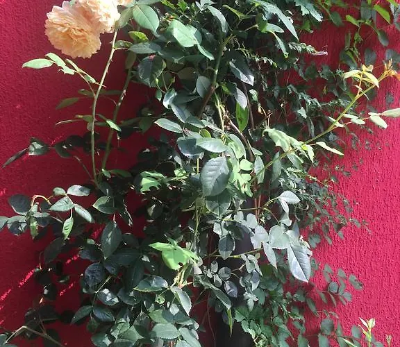 Πανσιόν Red House Family